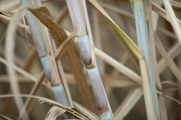 Para CNA, Paten confirma compromisso do agro com produção sustentável e baixa emissão de carbono