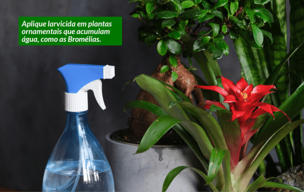 Aplique larvicida em plantas que acumulam água.