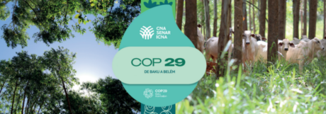 COP 29