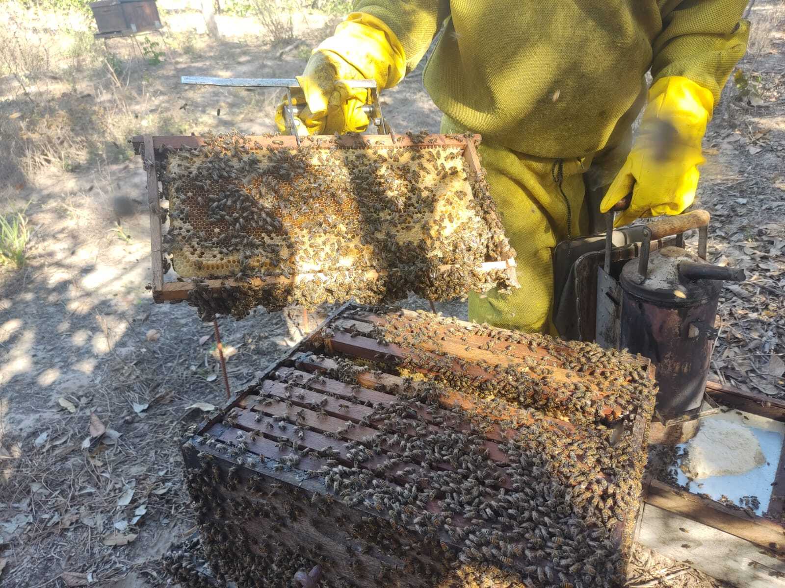 11 01 nov apicultura alto araguaia 9