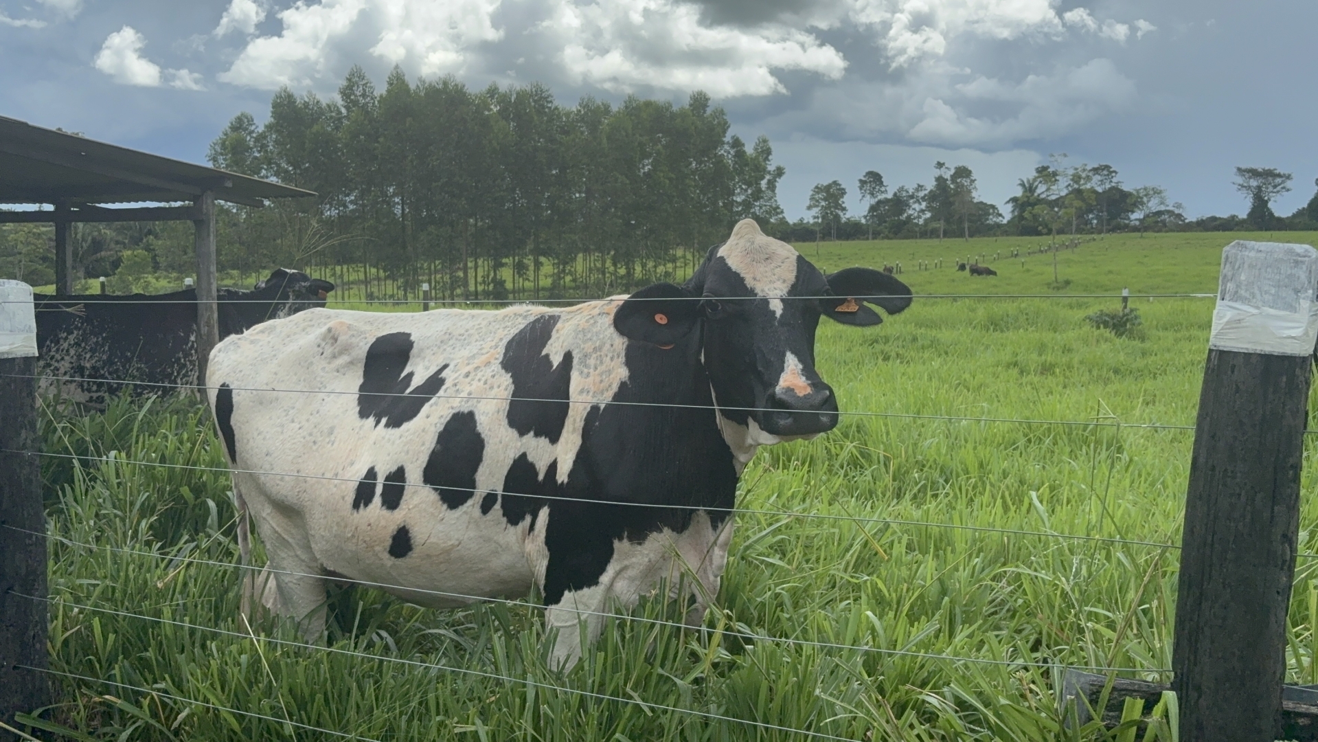 Assistência técnica do Senar Maranhão contribuiu para aumento da produtividade da pecuária leiteira na propriedade, com adoção de manejo reprodutivo e melhoramento genético.