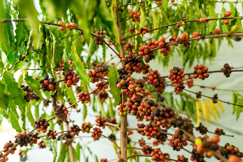 Workshop Café Robusta Amazônico reúne produtores para troca de conhecimento em Colniza
