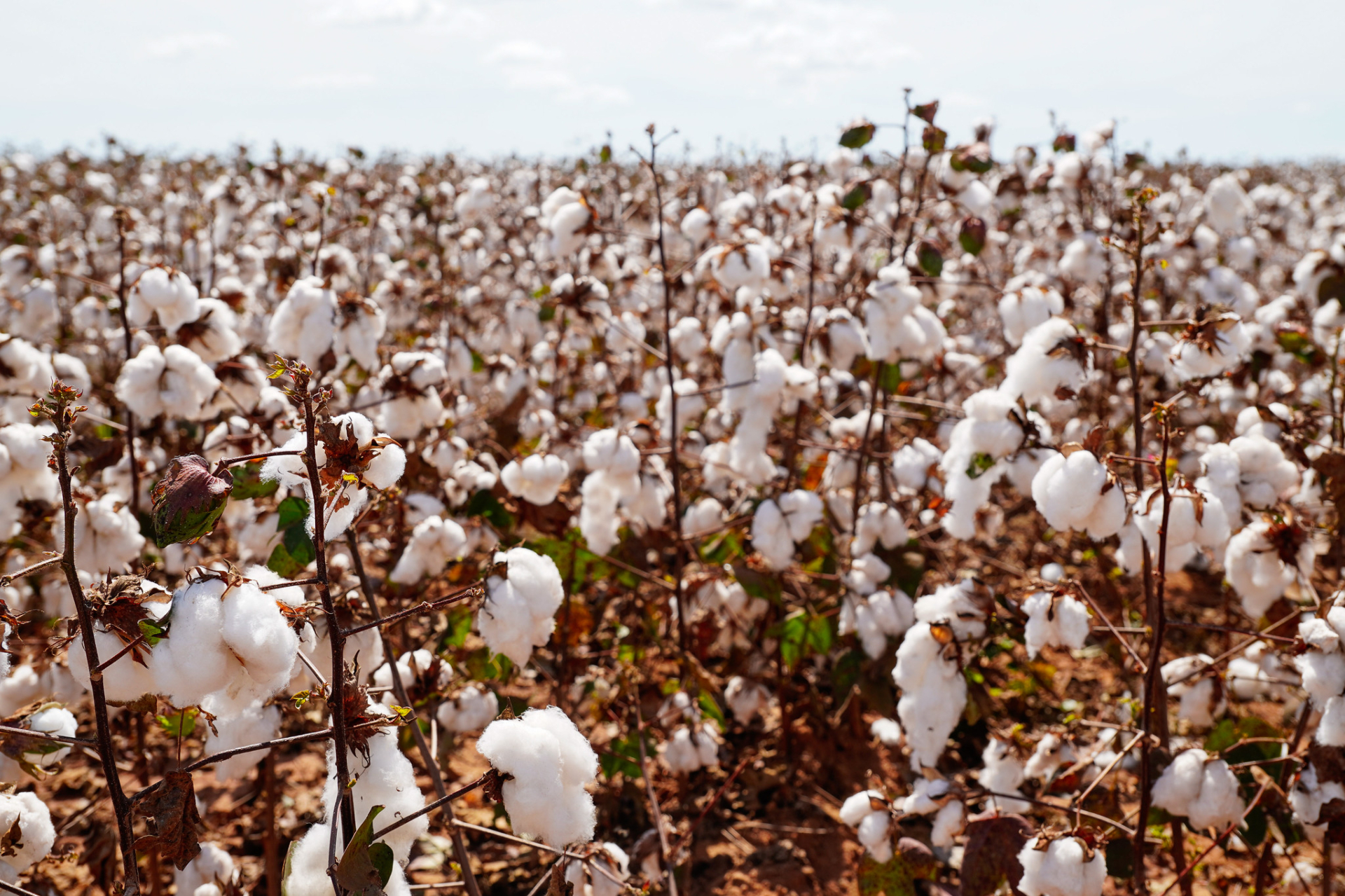 Imea aponta fim da colheita de algodão em Mato Grosso com 100% da área colhida