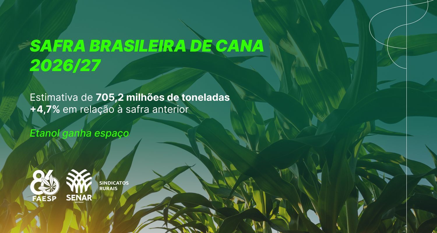 Cana ganha força na safra 2026/27 e etanol amplia espaço