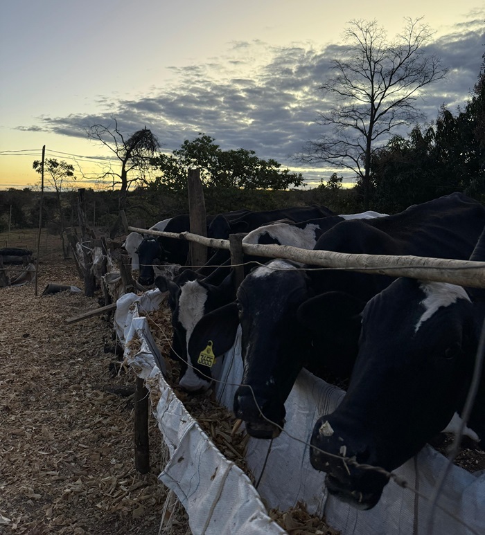 Fazenda Buritizinho