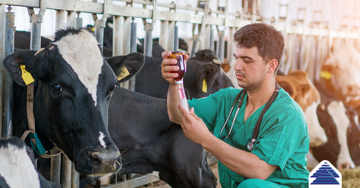 Médico-veterinário atua dentro e fora da porteira e fortalece a produção rural em Mato Grosso