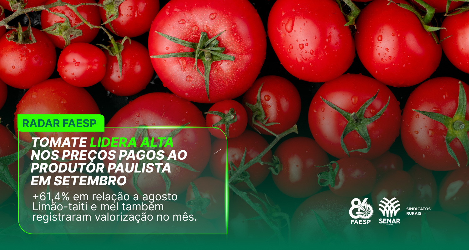 Tomate lidera alta nos preços pagos ao produtor paulista em setembro