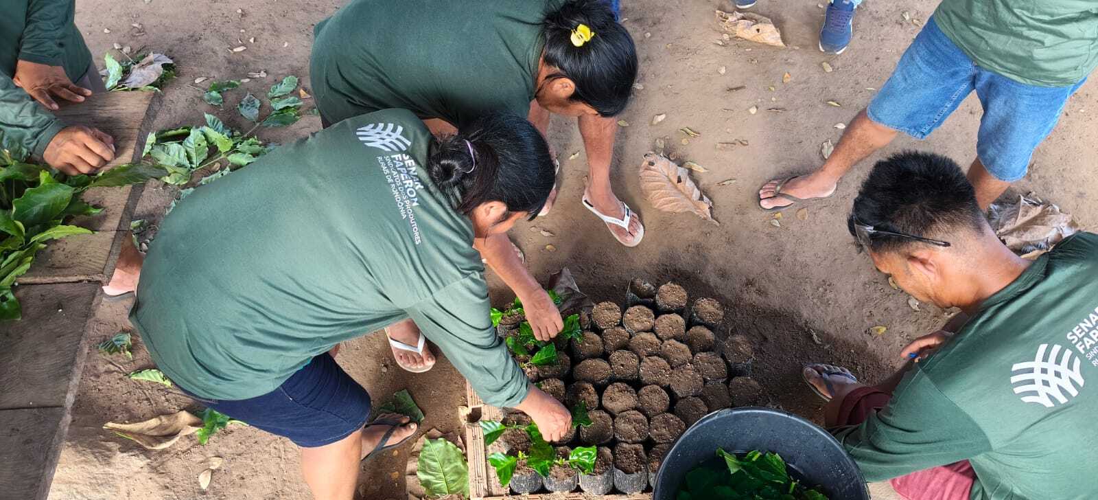 Cafeicultura indígena fortalecida com capacitação do Sistema Faperon/Senar em Cacoal
