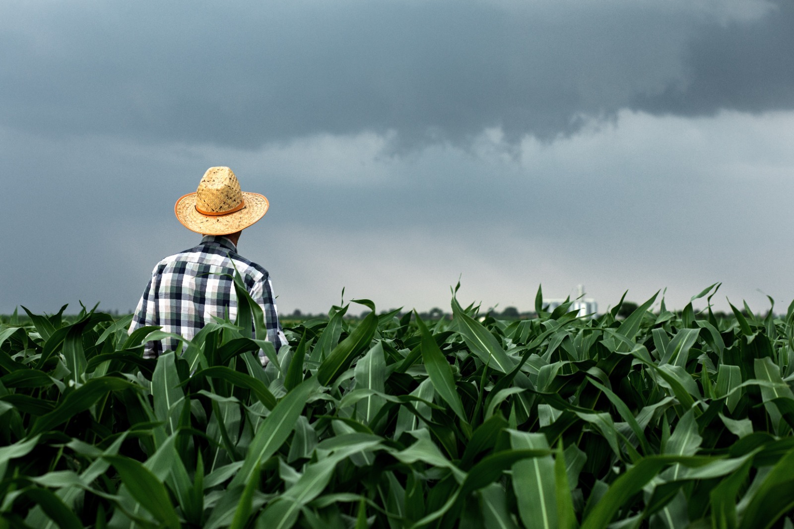 Nova lei fortalece seguro rural e protege recursos da subvenção, afirma Sistema Faep