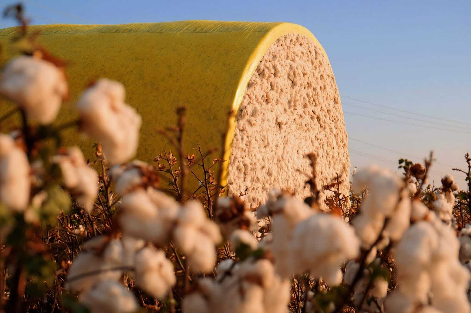 Entre fibras e sementes, algodão constrói uma história de crescimento em Mato Grosso