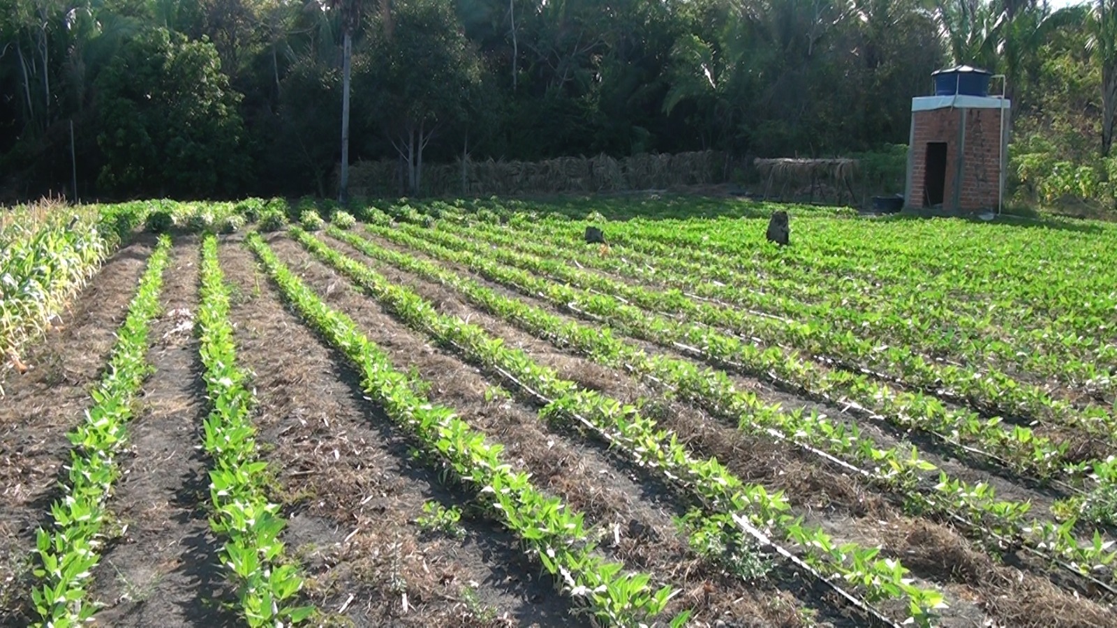 Plantação de Feijão, depois da Assistência Técnica e Gerencial e de cursos de FPR, na propriedade do produtor rural, Antônio