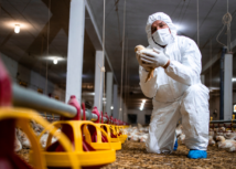 Produtores rurais devem reforçar medidas de prevenção contra influenza aviária