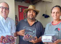 Programa de Viticultura do Senar-SP impulsiona a produção de uvas em São Carlos