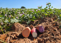 Campo Futuro promove painéis de custos de hortaliças, café e ovos