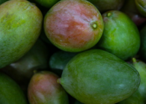 Maracujá, manga e açaí: assistência do Senar Goiás melhora renda de fruticultores de Flores de Goiás