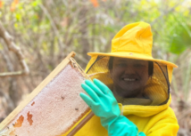 Produção de Mel em Anajatuba: município se transformou em polo produtor com tecnologia e inovação