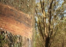 Preço de importação da borracha natural registrou aumento em dezembro