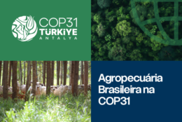 PRÉ-COP 31 | COP17 da Biodiversidade | COP31