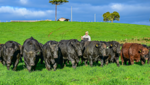Leilões de touros movimentam genética bovina em Santa Catarina