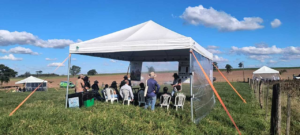 Uso de planta de cobertura mobiliza 70 produtores em Dia de Campo em Cruzeiro do Sul