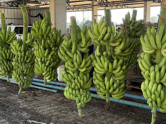 Dia Nacional da Banana destaca produtor de Dom Aquino que investe na expansão da cultura
