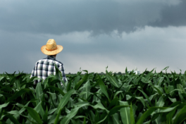 Nova lei fortalece seguro rural e protege recursos da subvenção, afirma Sistema Faep