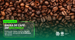 Safra de café em São Paulo deve crescer 30,6% em 2026, atingindo 6,2 milhões de sacas