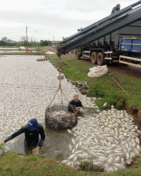 Piscicultura do Paraná atravessa momento crítico pela falta de energia no campo