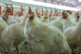 Famato e Indea reforçam prevenção contra doença Newcastle na produção de aves em Mato Grosso