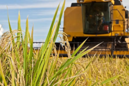 Custo de produção, logística e armazenamento desafiam a produção de arroz em Mato Grosso