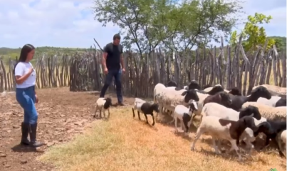 Produtores de ovinos aumentam renda e infraestrutura com assistência técnica