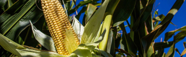 Faesc alerta produtores rurais sobre atualização das condições para inscrição no Cadastro Nacional da Agricultura Familiar | Confederação da Agricultura e Pecuária do Brasil (CNA)