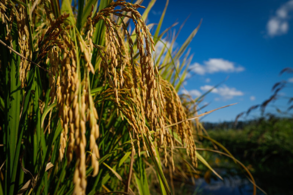 CNA debate demandas das cadeias produtivas de arroz e feijão