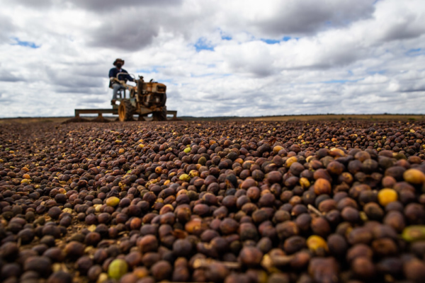 CDPC aprova redução de taxa de juros para custeio do Funcafé