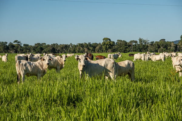 Sistema Famato alerta produtores de Mato Grosso sobre prevenção da raiva