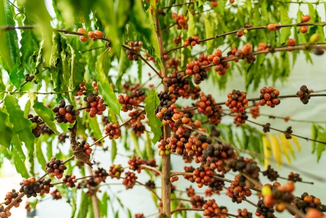 Workshop Café Robusta Amazônico reúne produtores para troca de conhecimento em Colniza