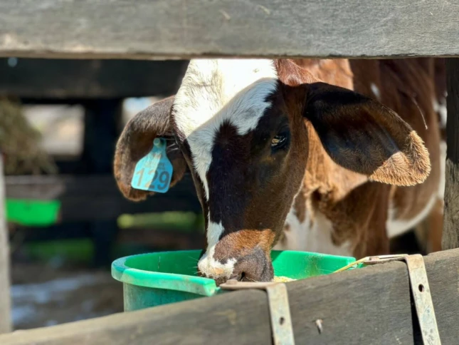 Dia da Pecuária: bovinocultura e diversidade da produção animal movimentam Mato Grosso
