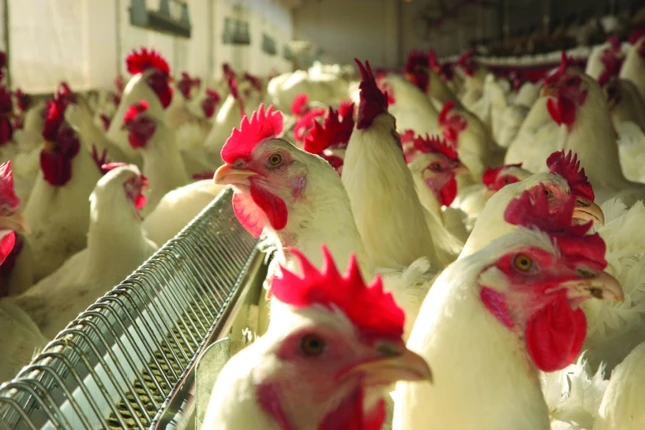 Mato Grosso registra maior volume de exportação de frango em 9 anos, aponta Imea