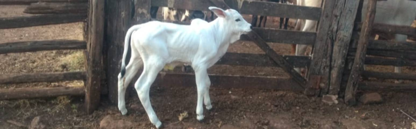 Produtores colhem primeiros resultados com FIV DESTAQUE