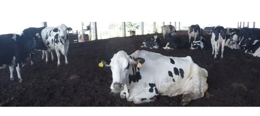 Compost Barn