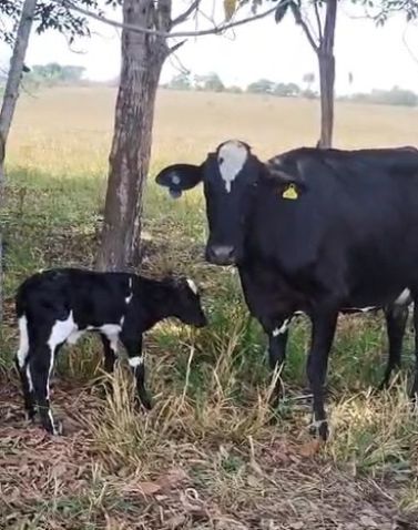 Inseminacao 2