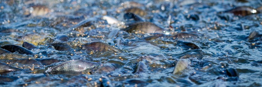 Tilapia 1