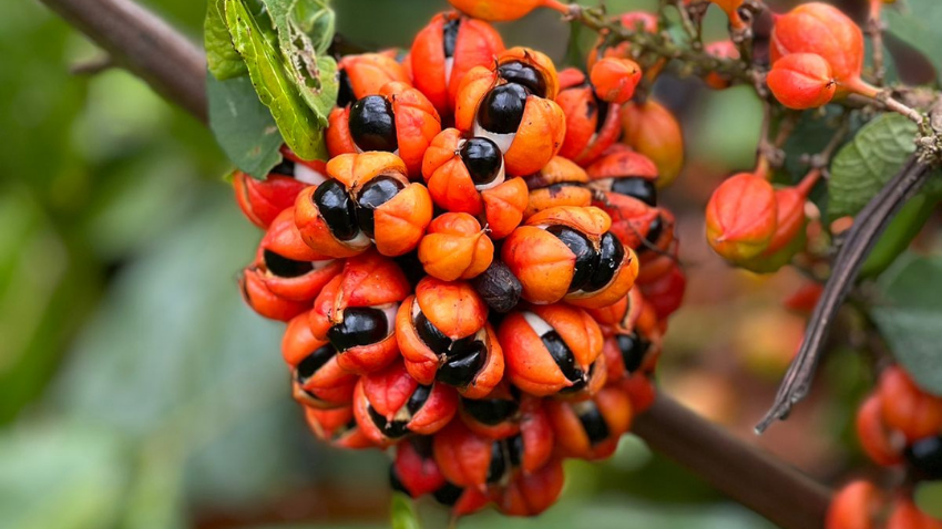 Guarana