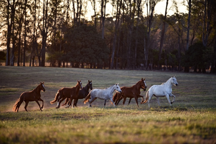 Cavalos