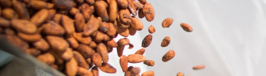 Cacau chocolate