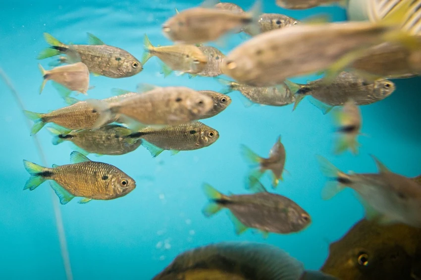 Novo modelo de licenciamento da aquicultura busca mais proporcionalidade para produtores