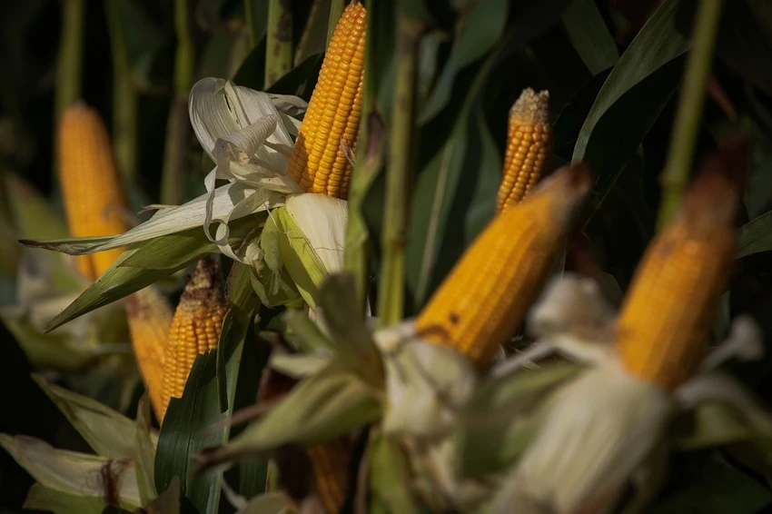 Para a CNA, novo marco do seguro rural garante previsibilidade e segurança para os produtores