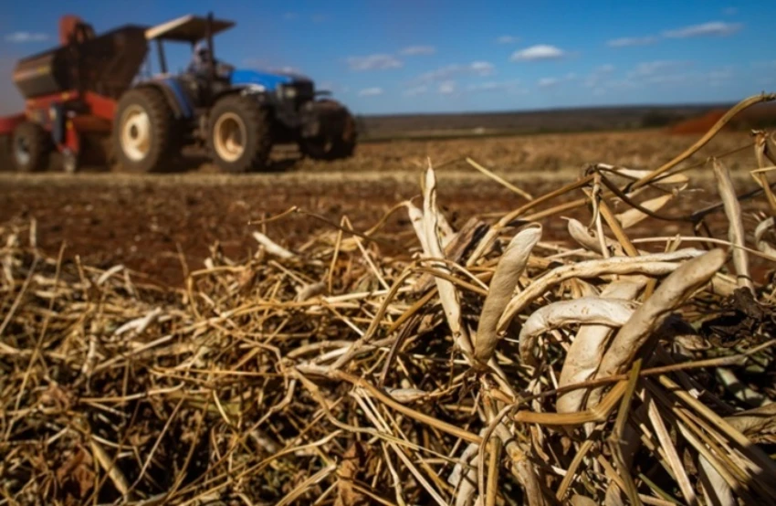 Oferta restrita e demanda cautelosa influenciam preços do feijão em outubro