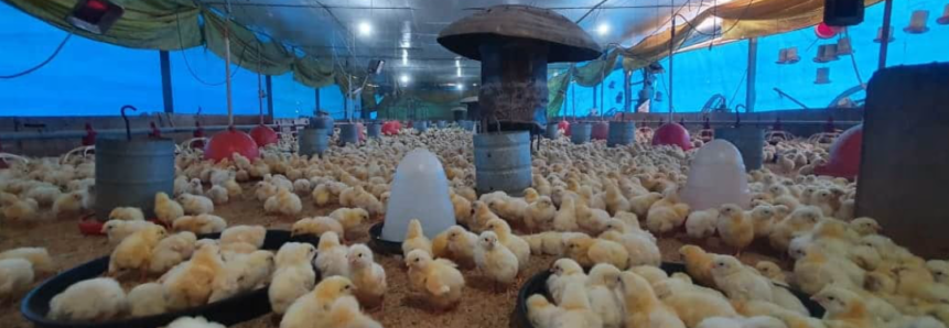 ATeG do AgroNordeste  incentiva avicultura no Norte de Minas