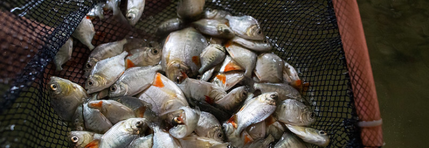 Semana do Pescado estimula maior consumo pela população brasileira